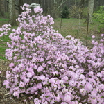 Rhododendron April Song — photo 2