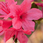 Rhododendron Autumn Cheer — photo 1