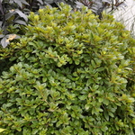 Rhododendron Autumn Cheer — photo 2
