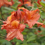 Rhododendron Balzac — photo 1