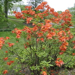 Rhododendron Balzac — photo 2