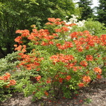 Rhododendron Balzac — photo 3