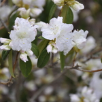 Rhododendron Cama — photo 1