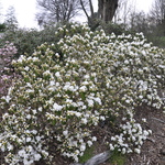 Rhododendron Cama — photo 2