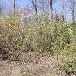 Rhododendron Conemaugh — photo 2