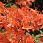 Rhododendron Coral Queen — photo 1