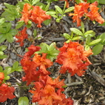 Rhododendron Corringe — photo 1