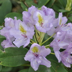 Rhododendron David — photo 1