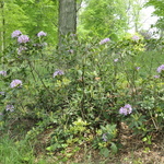 Rhododendron David — photo 2