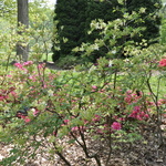 Rhododendron Daviesii — photo 2