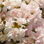 Rhododendron Eliza Hyatt — photo 1