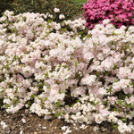Rhododendron Eliza Hyatt — photo 2