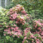 Rhododendron Eros — photo 2