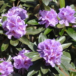 Rhododendron Faisa — photo 1