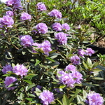 Rhododendron Faisa — photo 2