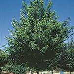 Acer truncatum x A. platanoides — photo 2