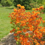 Rhododendron Golden Eagle — photo 2