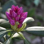Rhododendron Helsinki University — photo 1