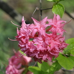 Rhododendron Hombush — photo 1