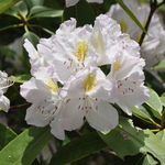 Rhododendron Ice Cube — photo 1
