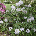 Rhododendron Ice Cube — photo 2