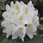 Rhododendron Joe Paterno — photo 1