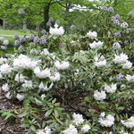 Rhododendron Joe Paterno — photo 2