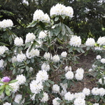 Rhododendron Joe Paterno — photo 3