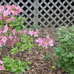 Rhododendron Jolie Madame — photo 1
