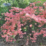 Rhododendron Kaempferi Atlanta — photo 2