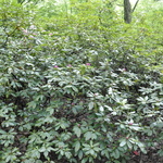 Rhododendron Kathleen — photo 2
