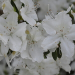 Rhododendron Kathy Ann — photo 1