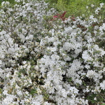 Rhododendron Kathy Ann — photo 2