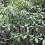 Rhododendron King Tut — photo 2