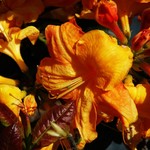 Rhododendron Klondyke — photo 1