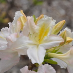 Rhododendron Knap Hill White — photo 1