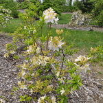 Rhododendron Knap Hill White — photo 2