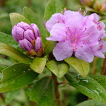 Rhododendron Lavender Frosting — photo 1