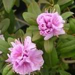 Rhododendron Lavender Frosting — photo 3