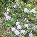 Rhododendron Lilac Lagoon — photo 2