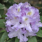 Rhododendron Lilac Lagoon — photo 3