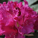 Rhododendron Low Red Frilled — photo 1