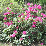 Rhododendron Low Red Frilled — photo 2