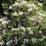 Rhododendron Makinoi — photo 3