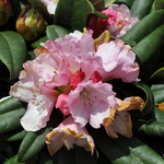 Rhododendron Mardi Gras — photo 1