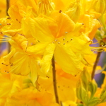 Rhododendron Melford Lemon — photo 1