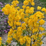 Rhododendron Melford Lemon — photo 2