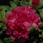 Rhododendron Mikkeli — photo 1