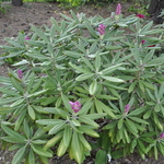 Rhododendron Mikkeli — photo 2