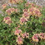 Rhododendron Millie Mac — photo 1